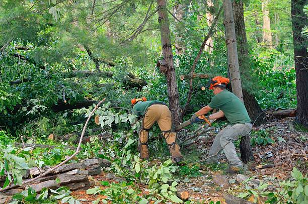 Best Fruit Tree Pruning  in Hico, TX